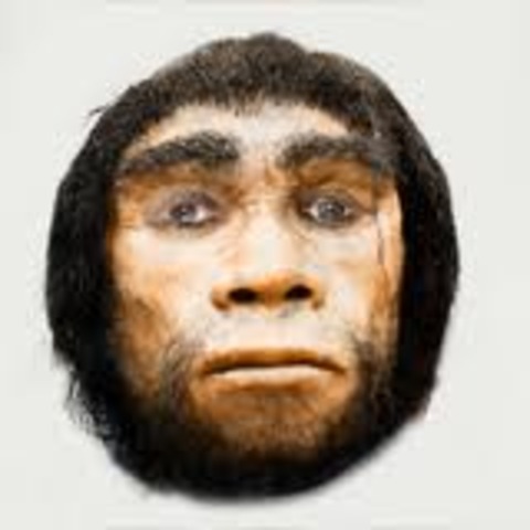 Homo heidelbergensis
