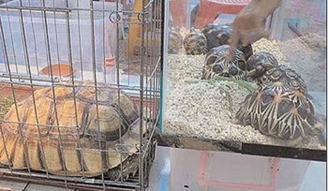 Thailand animal black market