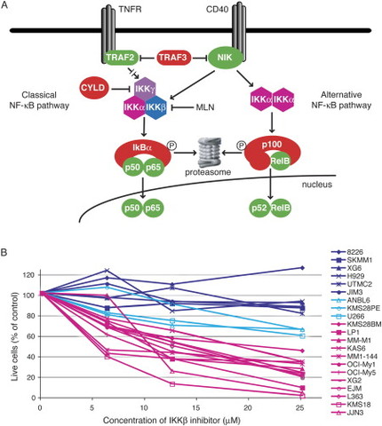 Classical and alternative NF-kappaB pathways in multiple myeloma