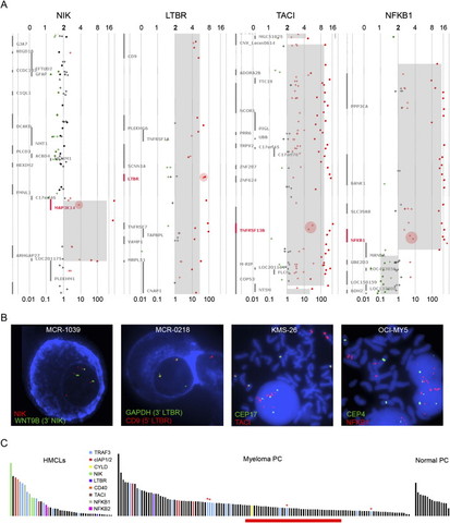 Mutations in the noncanonical NF-kappaB pathway in MM