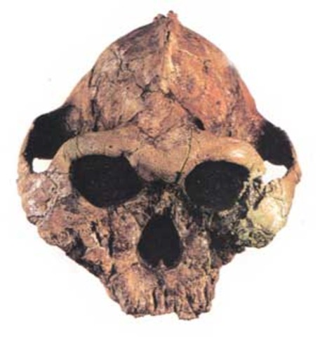 astralopitecus en 4 millones de años a. c