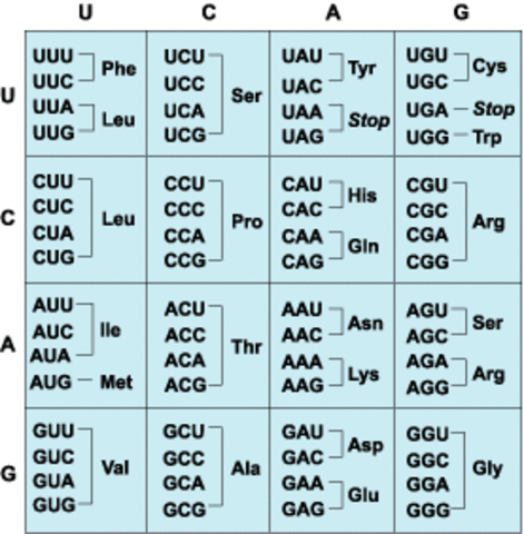 Genetic Code Discovered