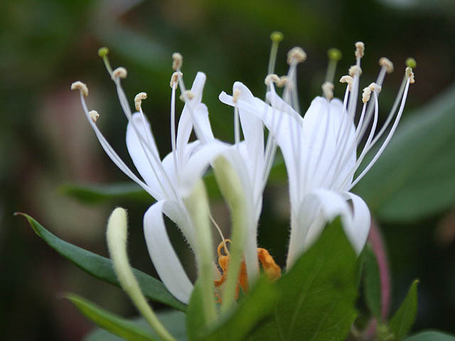 Honeysuckle