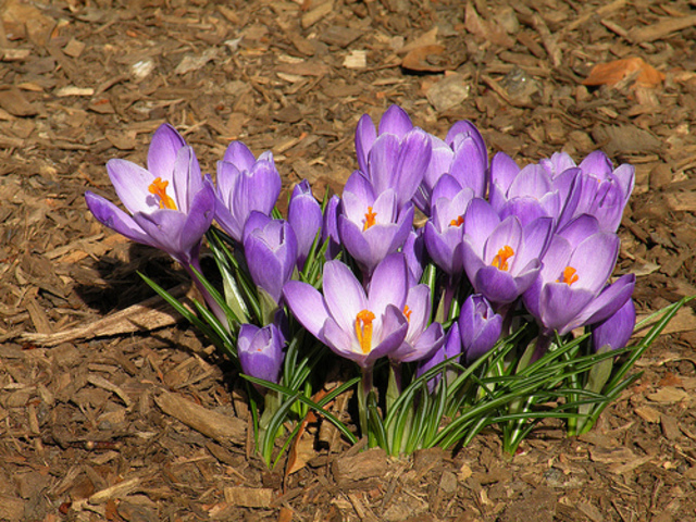 Crocus