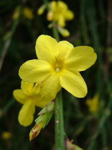 Winter Jasmine