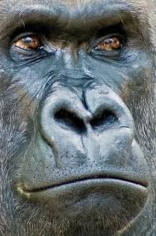 Diferencias con otros primates