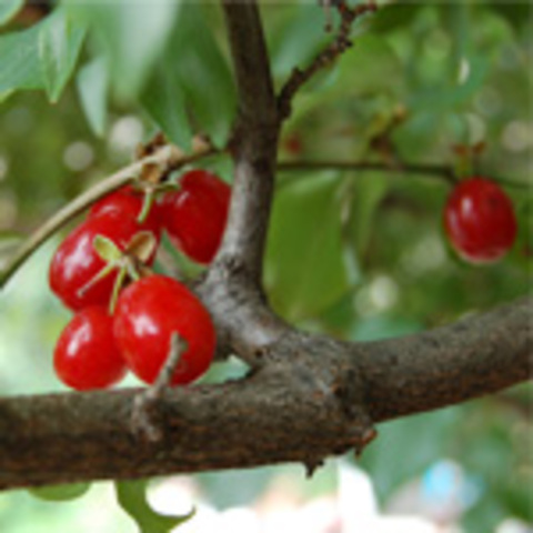 Cornelian Cherry