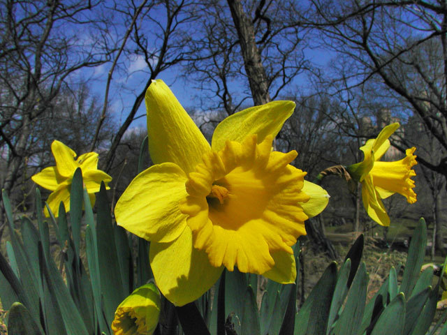 Daffodil