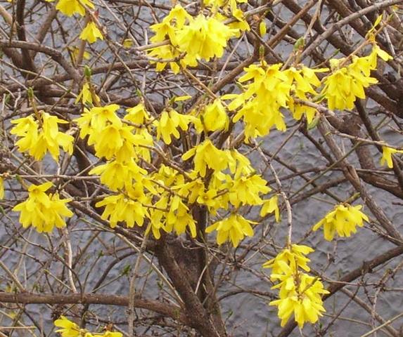 Forsythia