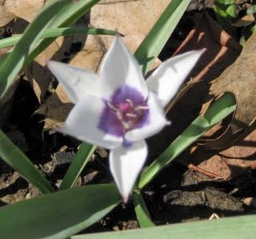 Species Tulip