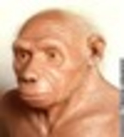Homo erectus