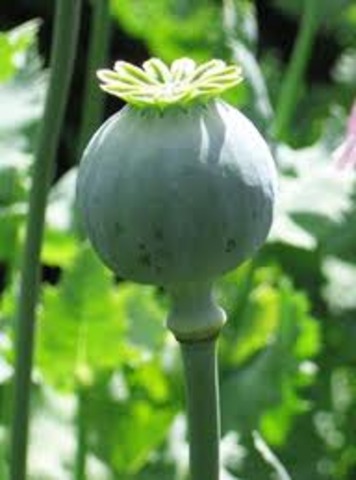 Opium dilution
