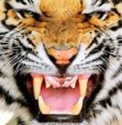 The Tyger