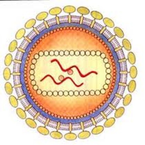 Sidentifica el virus del Sida