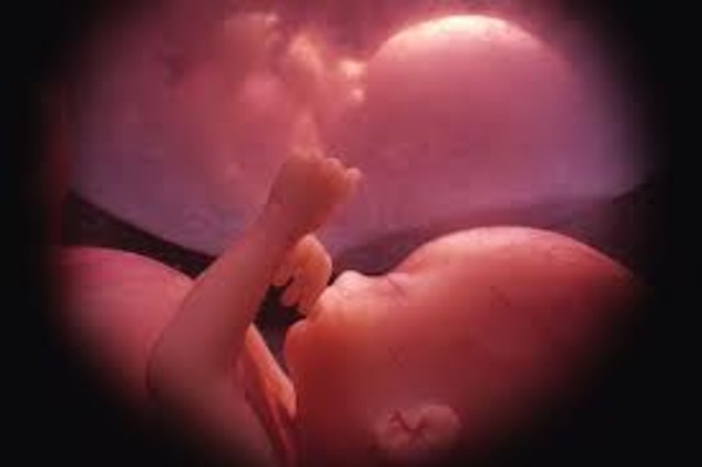 Naixement del primer bebé proveta