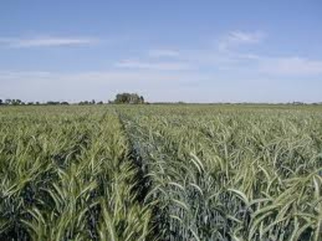 Farmland Is Divided Among All Farmers