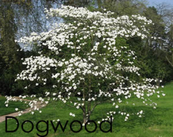 Dogwood