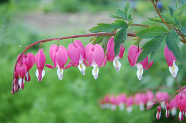 Bleeding Hearts