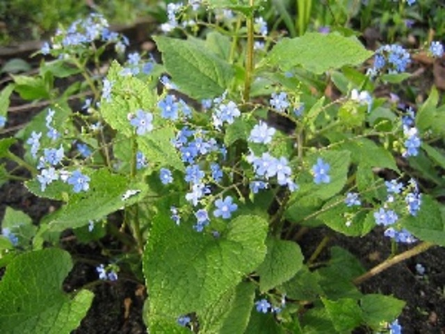 Brunnera