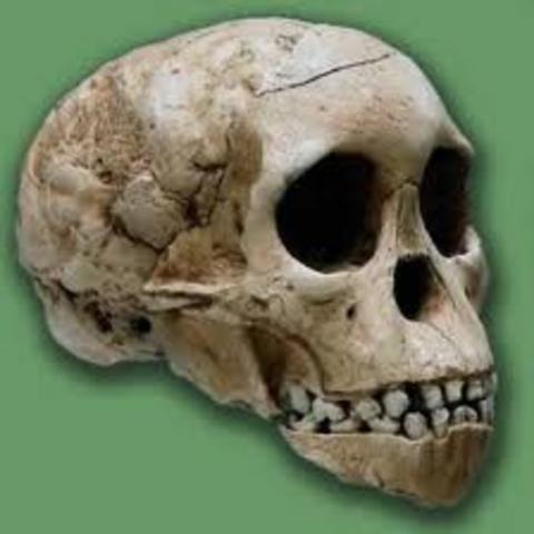 Molares de aspecto humano