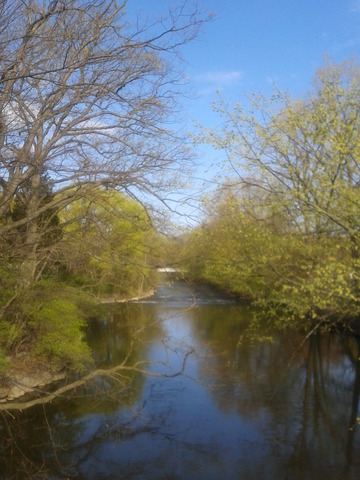 Red Cedar Picture 12