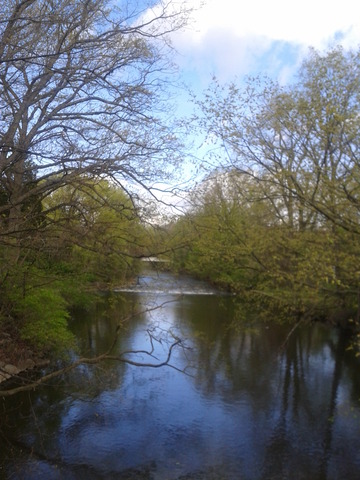 Red Cedar Picture 13