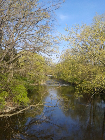 Red Cedar River Picture 14