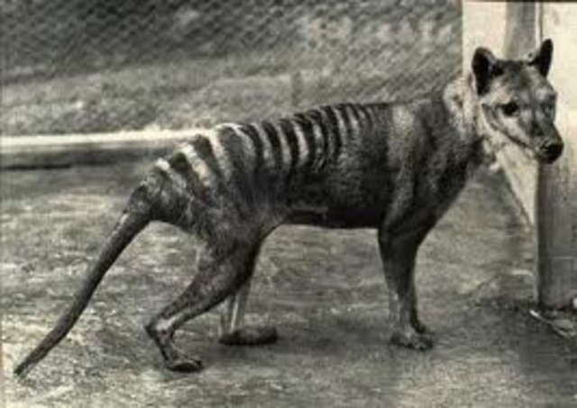 Last Tasmanian Tiger Dies