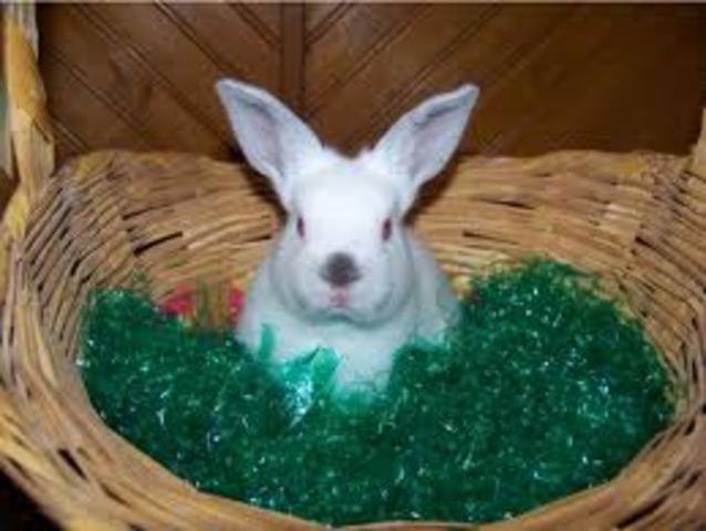 Rabbit Calicivirus Disease Realeased