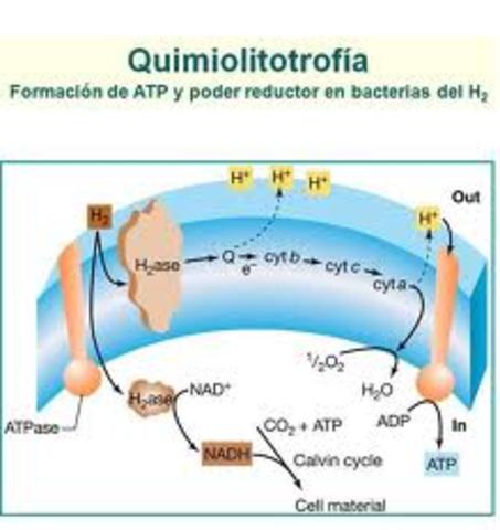 Concepto de la quimiolitrotofía