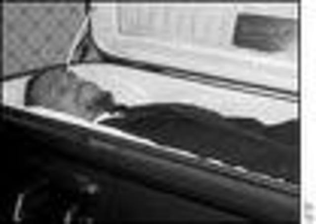 Assasination Of The X