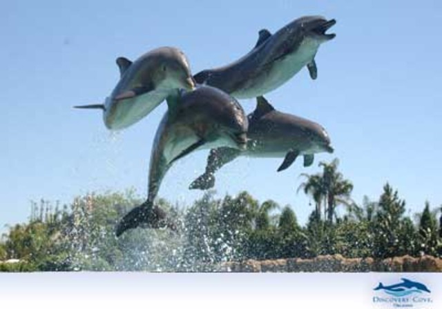 First trip to Discovery Cove