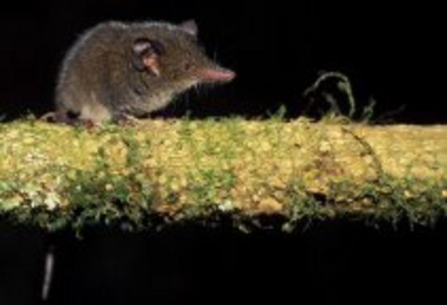 MerseysideMammal Group