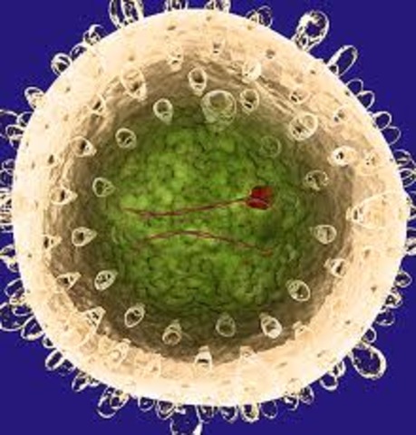 Primer virus Oncogenico