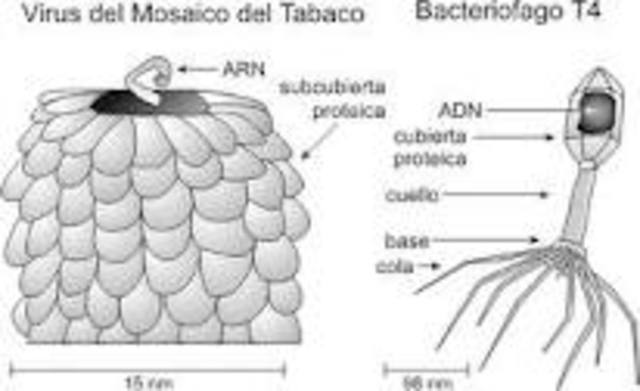 Cristalización del virus del mosaico del tabaco
