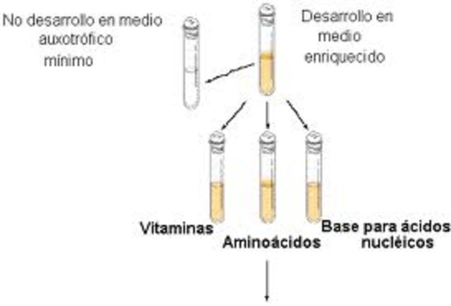 Hipótesis un gen-una enzima