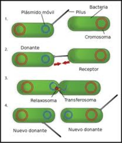 Conjugacion bacteriana