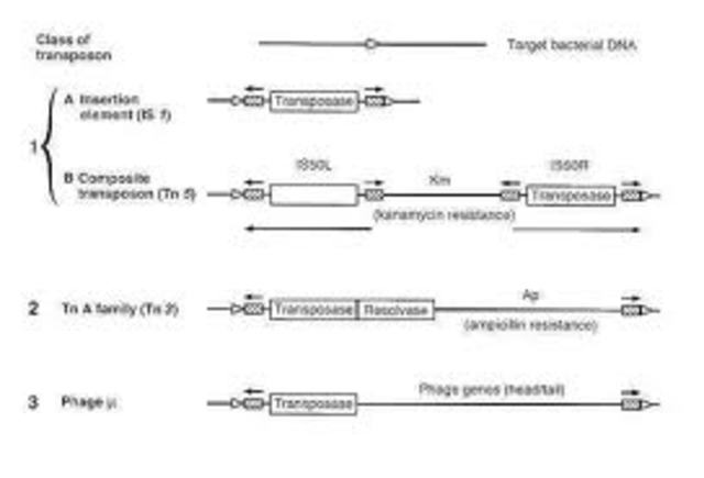 Descubrimiento de los transposones