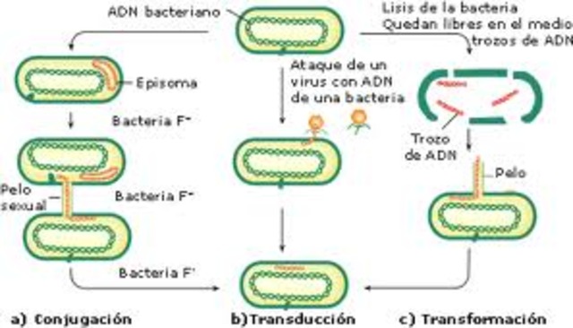 Transducción bacteriana