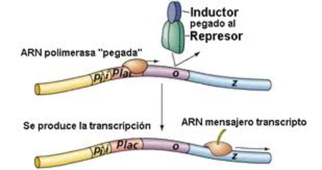 Descubrimiento de la Regulación genética por una proteína represora
