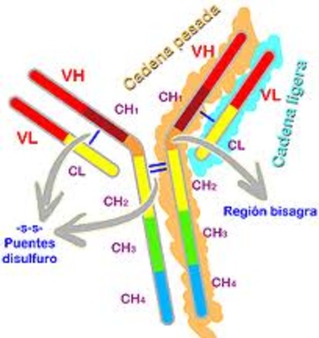 Descubrimiento de la 	Estructura de las inmunoglobulin