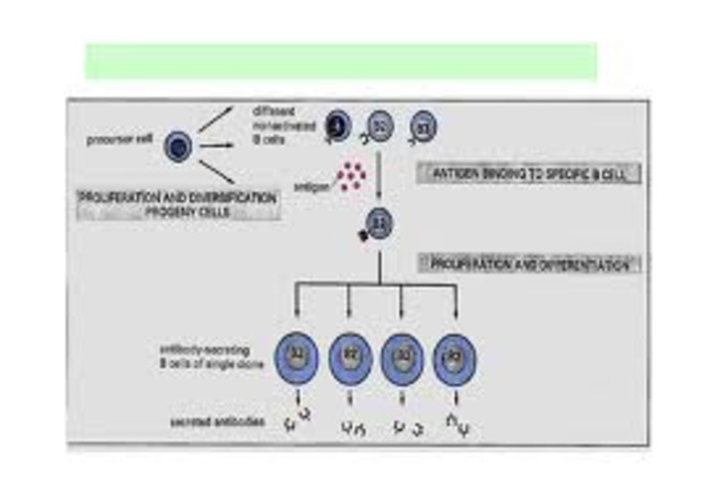 Teoría de la selección clonal