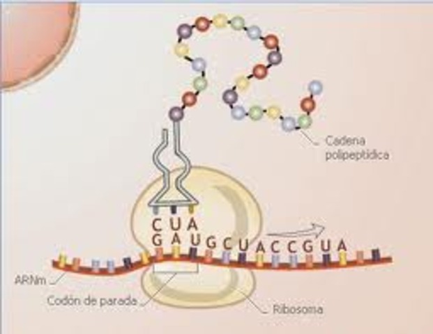 Descubrimiento del RNA mensajero y ribosomas como síntesis de proteínas