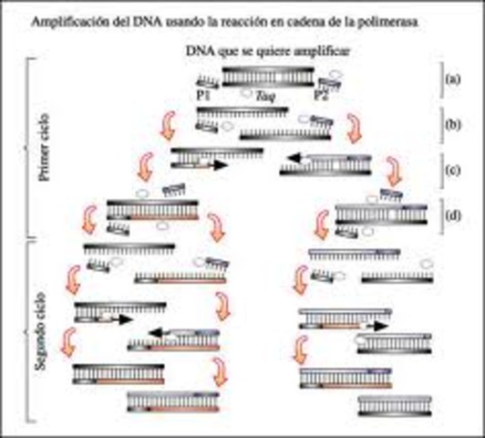Descubrimiento de la reacción en cadena de la polimerasa(PCR)