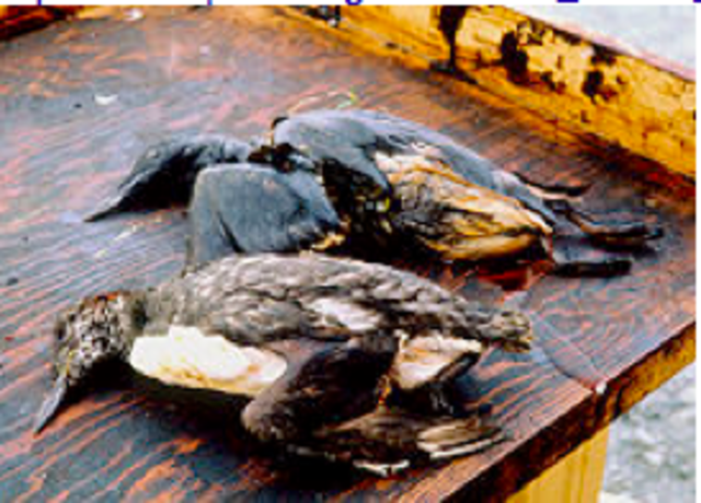 Exxon Valdez Oil Spill