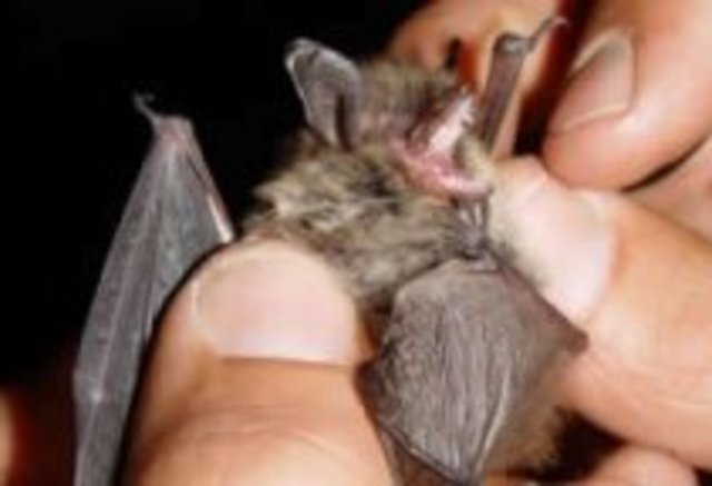 Merseyside Bat Walk & Talk