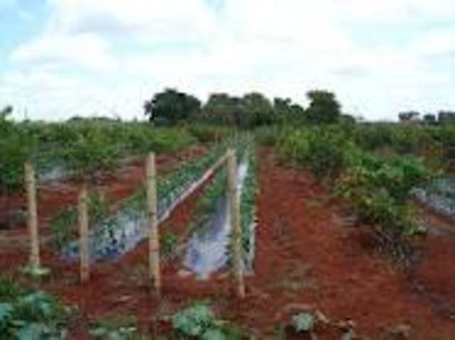 Commercial Agriculture