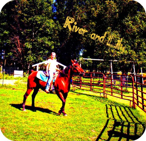 I got my first Horse