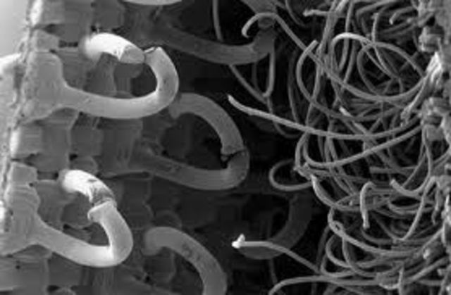 Science and Technology: Velcro