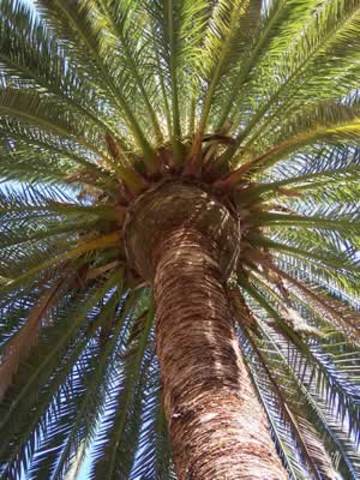 Polinizacion babilonica